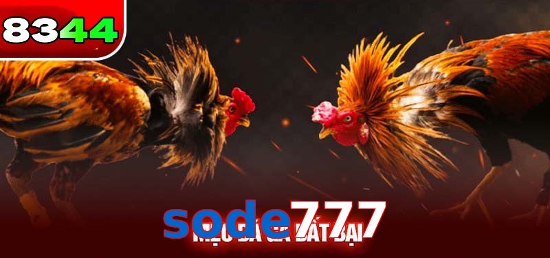 Đá gà sode777 có sức hấp dẫn